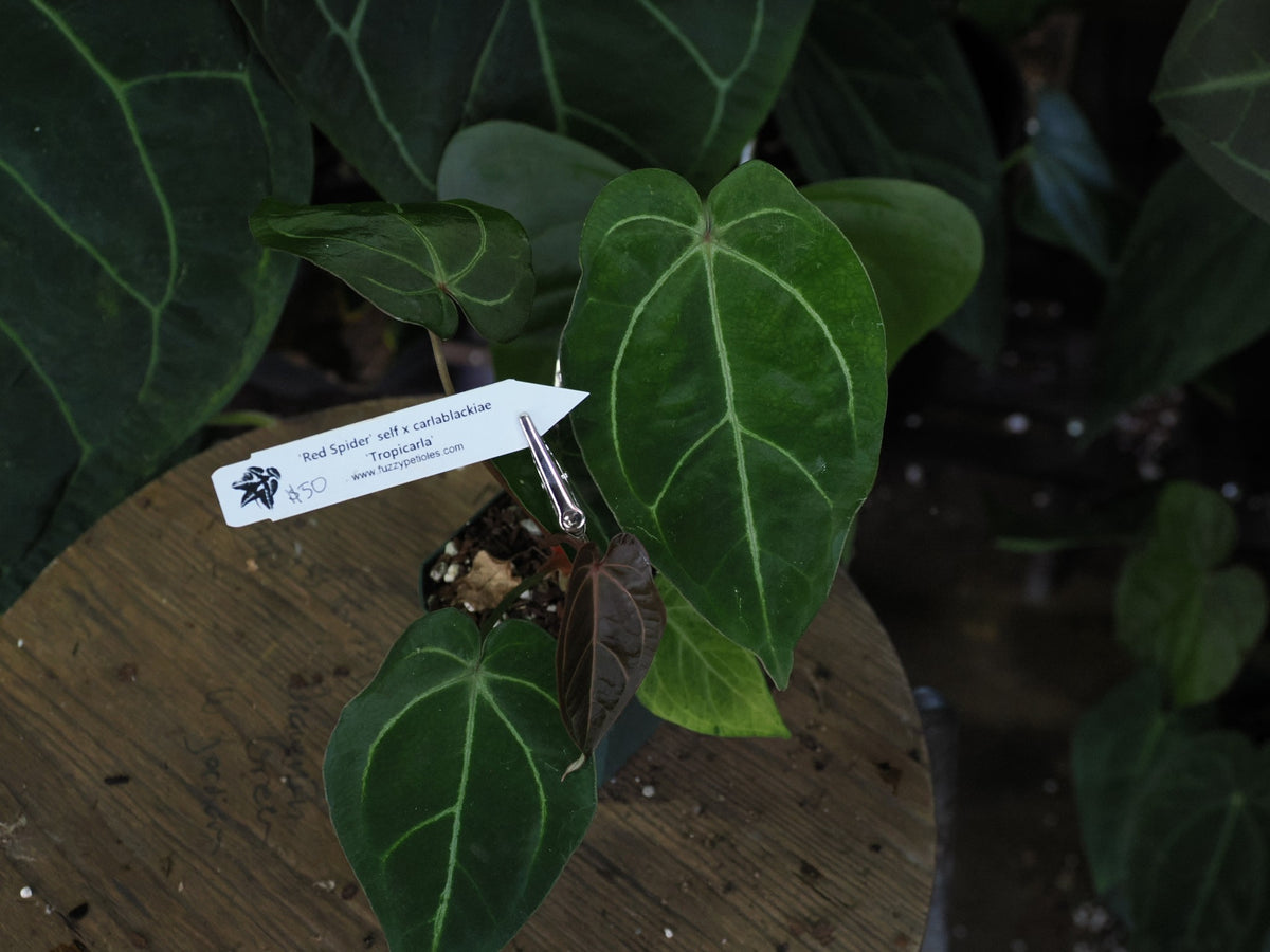 Anthurium "Red Spider self" x carlablackiae "Tropicarla"