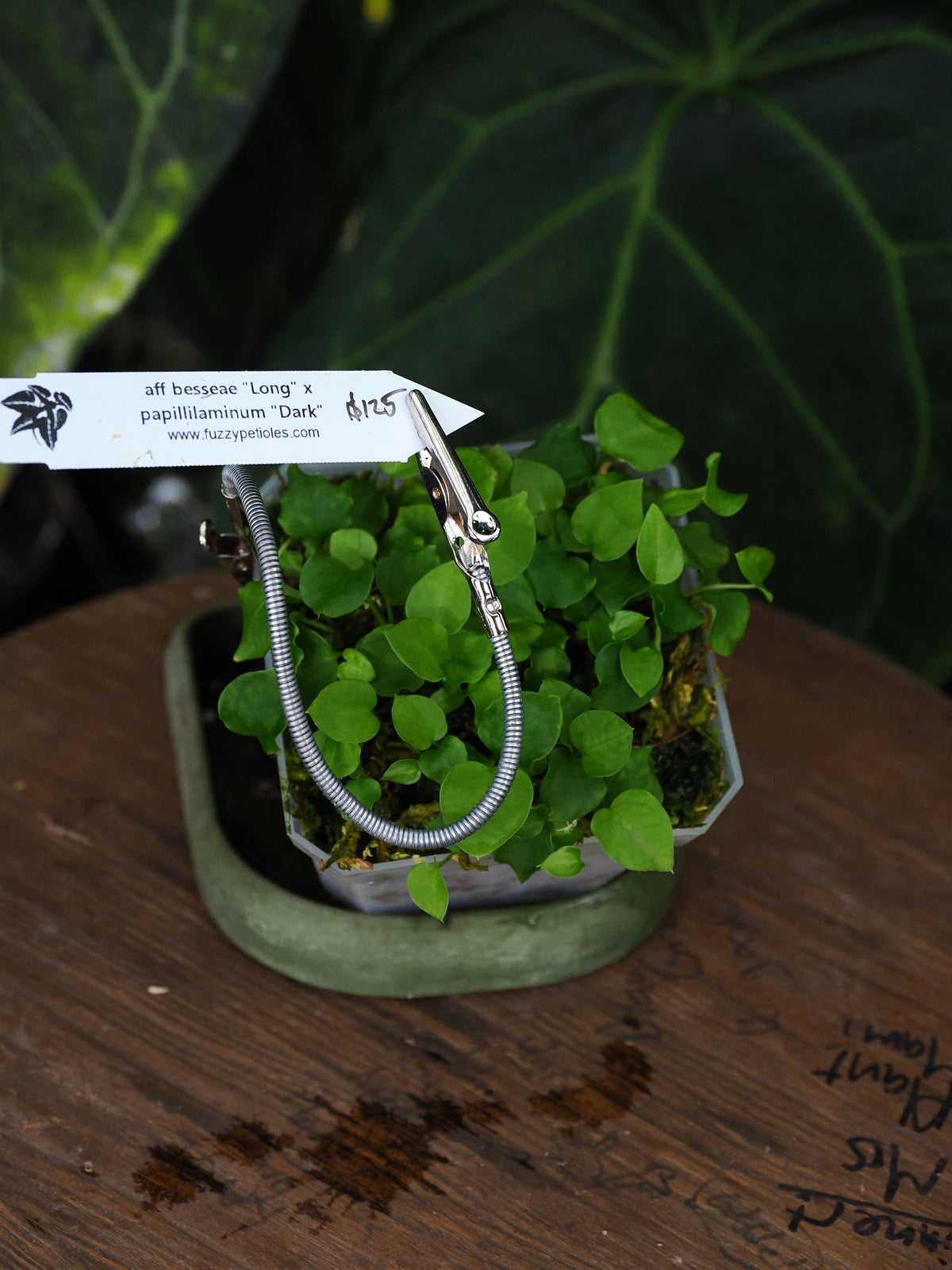 Anthurium aff besseae "Long" x papillilaminum "Dark"