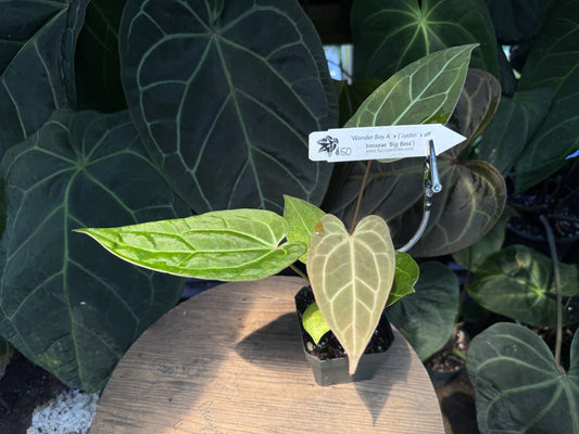 Anthurium "Wonder Boy A" x ("Justin" x aff besseae "Big Bess")