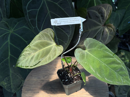 Anthurium papillilaminum "Flatty" x ("Pink Lemonade" x "Rio Claorense wild hybrid")