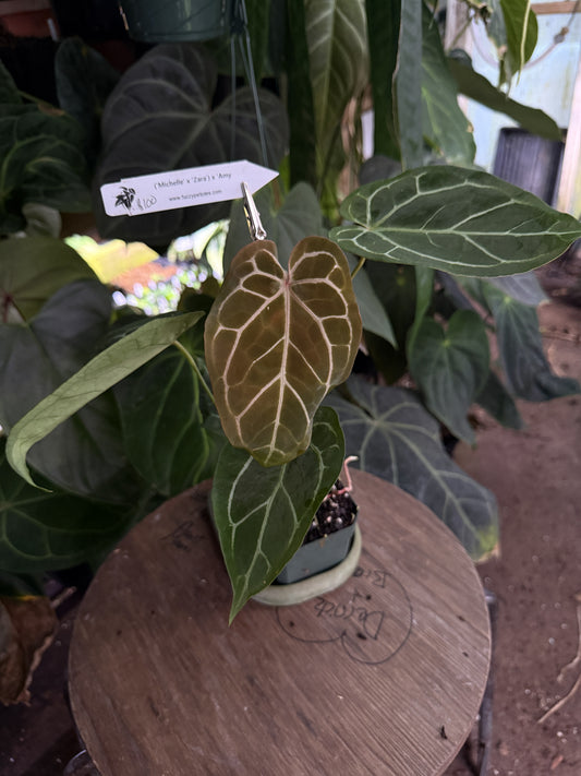 Anthurium ("Michelle" x "Zara") x 'Amy'