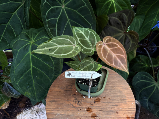 Anthurium ("Michelle" x "Zara") x ("Red Velvet Cake" x "Zara")