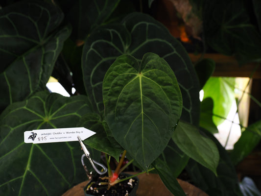 Anthurium antolakii "Chubbs" x "Wonder Boy A"