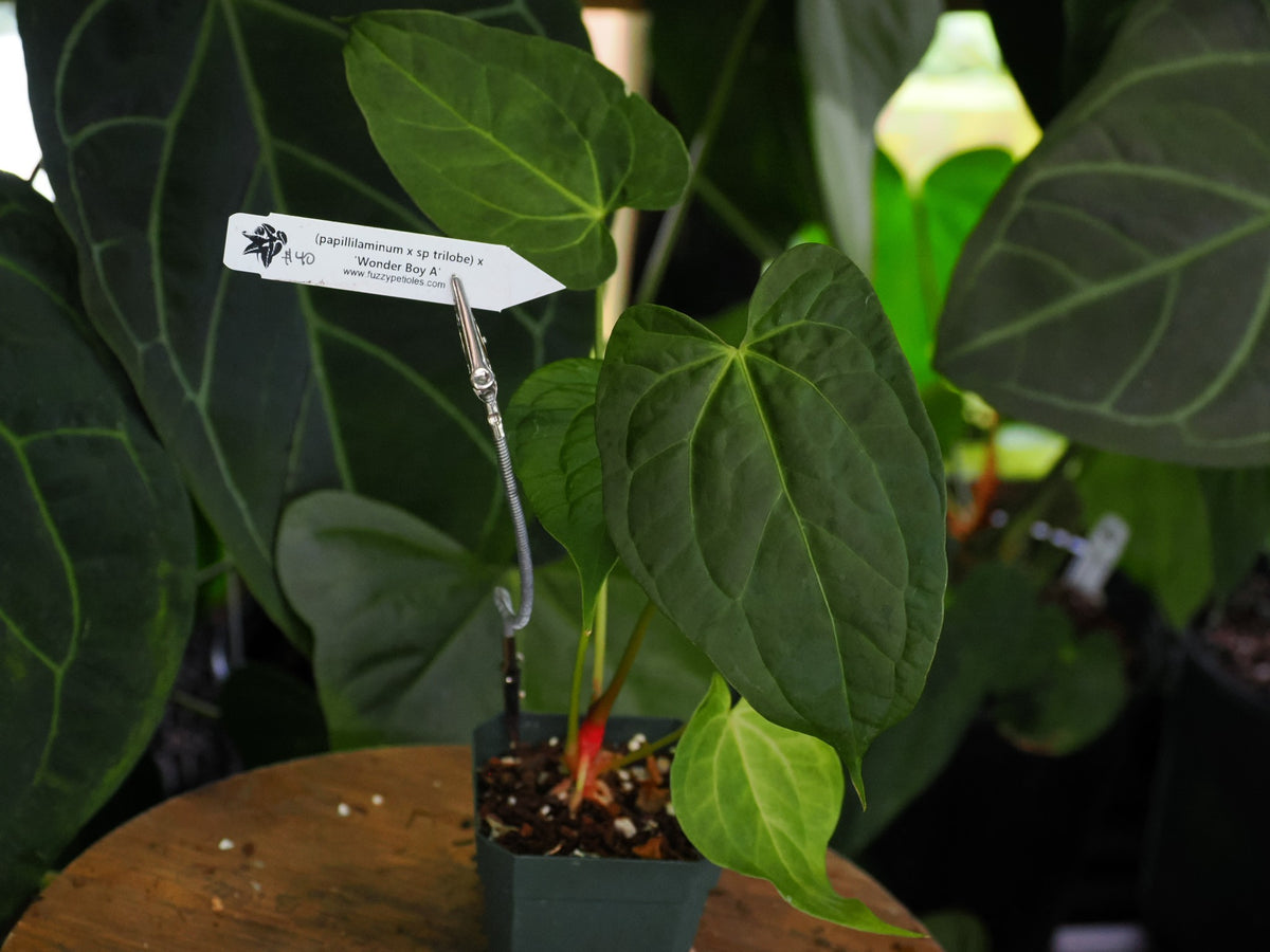 Anthurium (papillilaminum x sp trilobe) x 'Wonder Boy A'