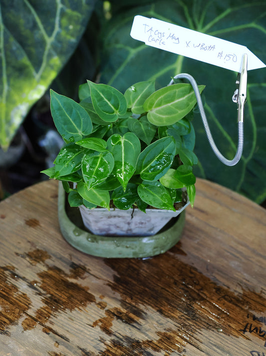 Anthurium [Tim Anderson (crystallinum x magnificum) x carlablackiae] x "Wonder Boy A"