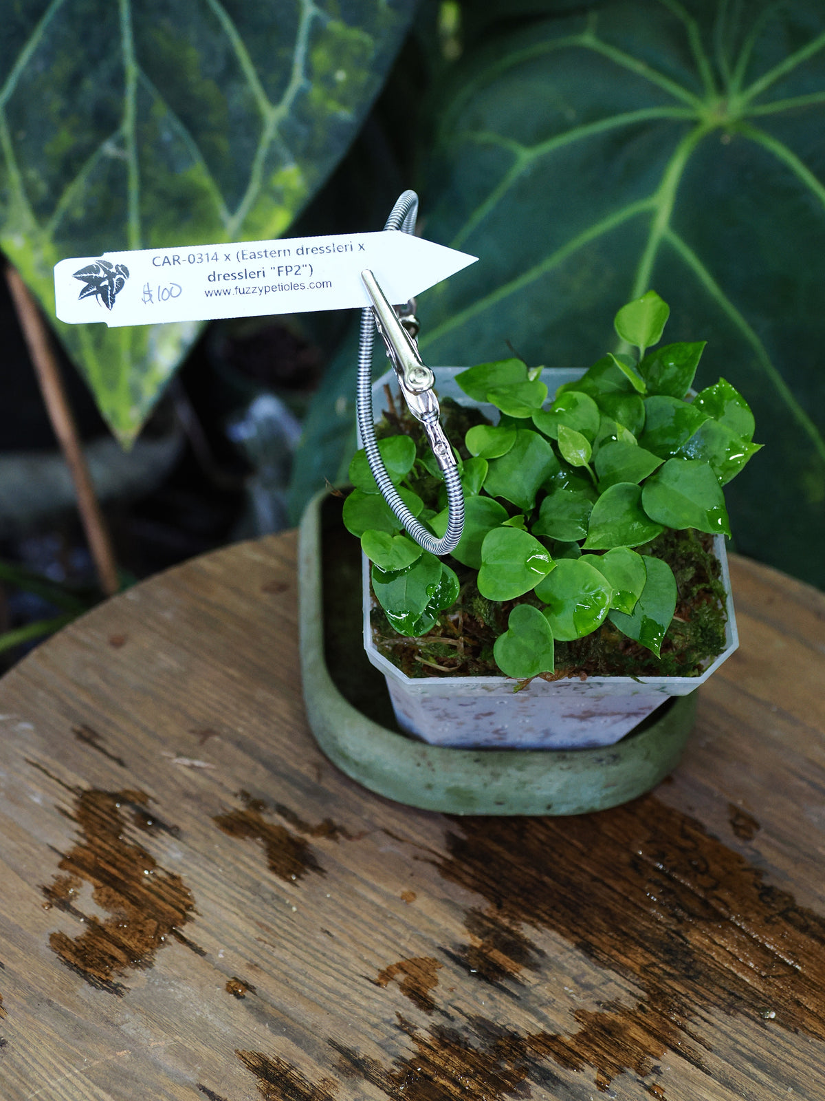 Anthurium CAR-0314 x (Eastern dressleri x dressleri "FP2")