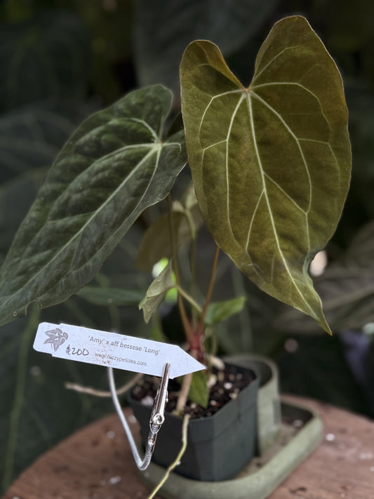 Anthurium 'Amy' x aff besseae "Long"