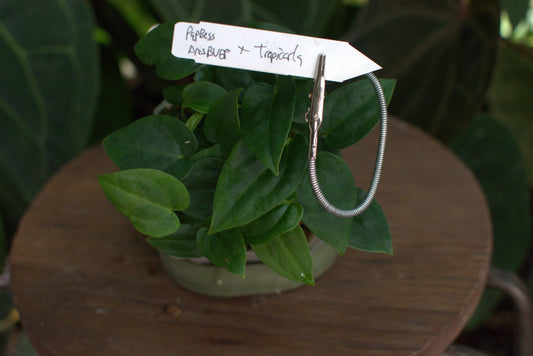 Anthurium [(papillilaminum "Gatorskin" x aff besseae) x (dressleri x antolakii)] x carlablackiae "Tropicarla"