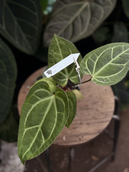 Anthurium magnificum "Silver" x ("Justin" x aff besseae "Big Bess")