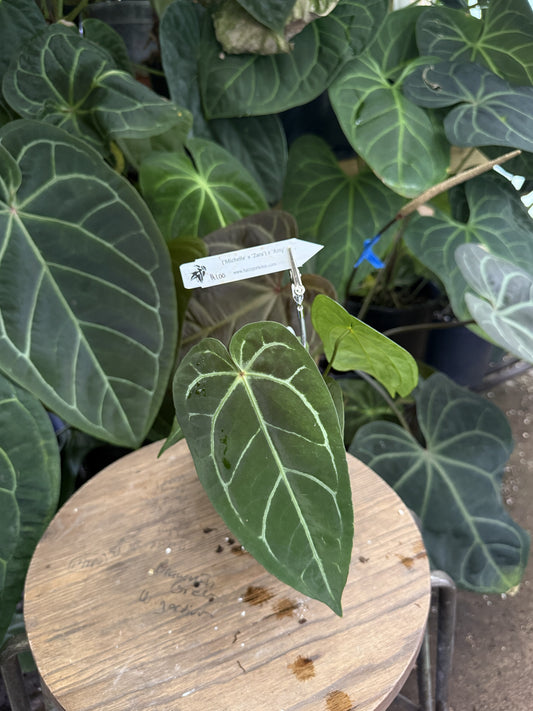 Anthurium ("Michelle" x "Zara") x 'Amy'