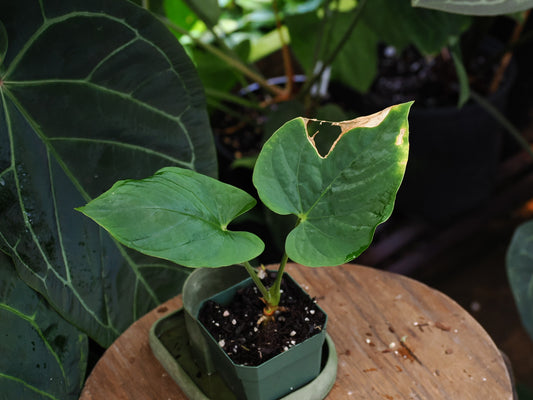 Anthurium kunayalense PM5x3