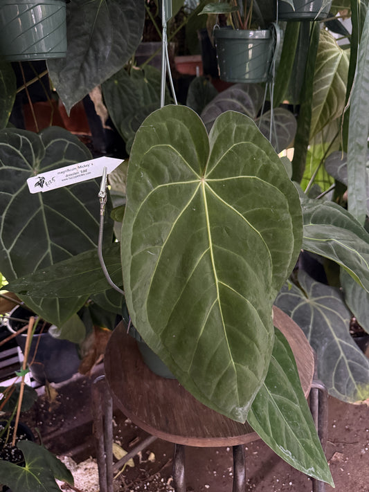 Anthurium magnificum "Mickey" x dressleri "Extremely Dark Dressleri"