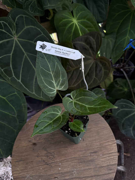 Anthurium "Wonder Boy A" x ("Justin" x aff besseae "Big Bess")