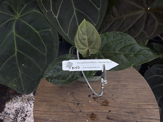 Anthurium kunayalense PM5x3 x 'Wonder Boy A'