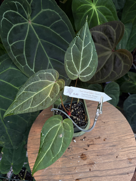 Anthurium ("Red Velvet Cake" x "Zara") x magnificum "Mickey"