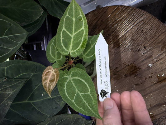 Anthurium "Sam's Dream" x ("Michelle" x "Zara")