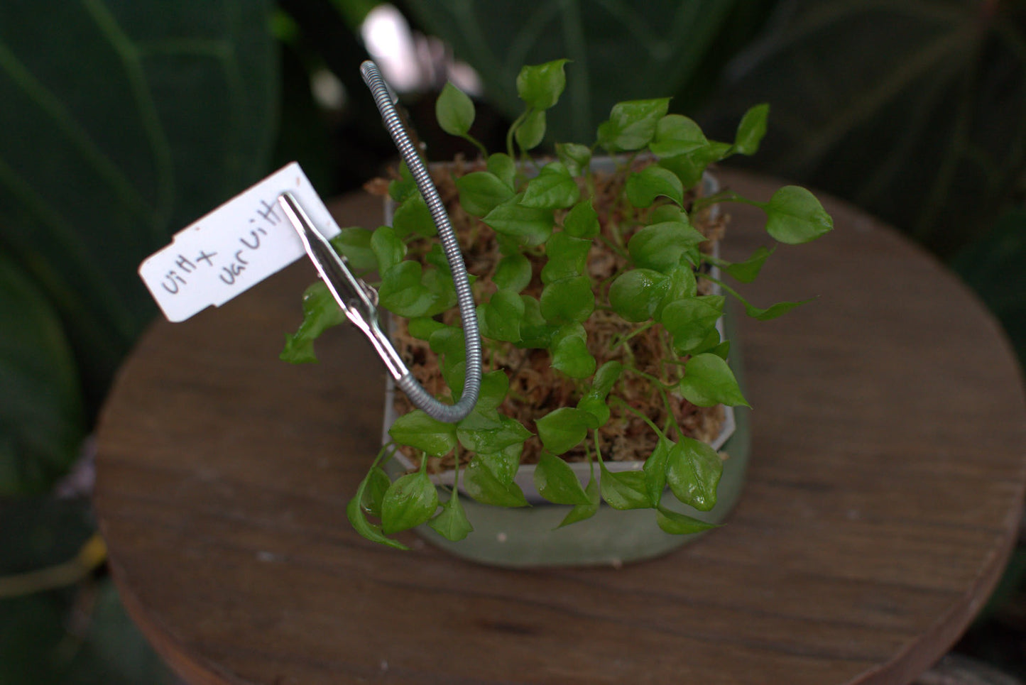 vittariifolium x vittariifolium variegated