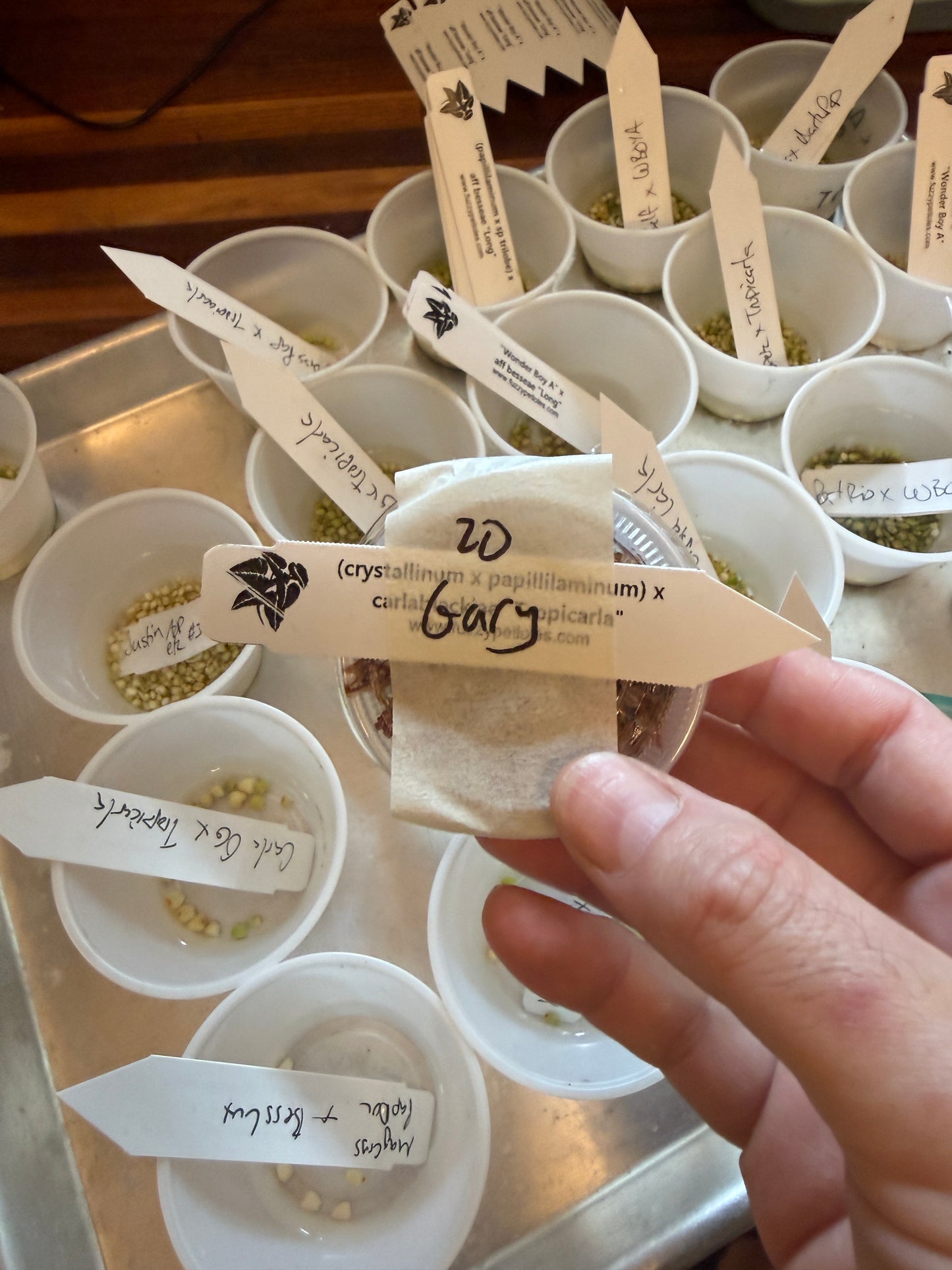 20 Fresh Seeds - Grower's Choice