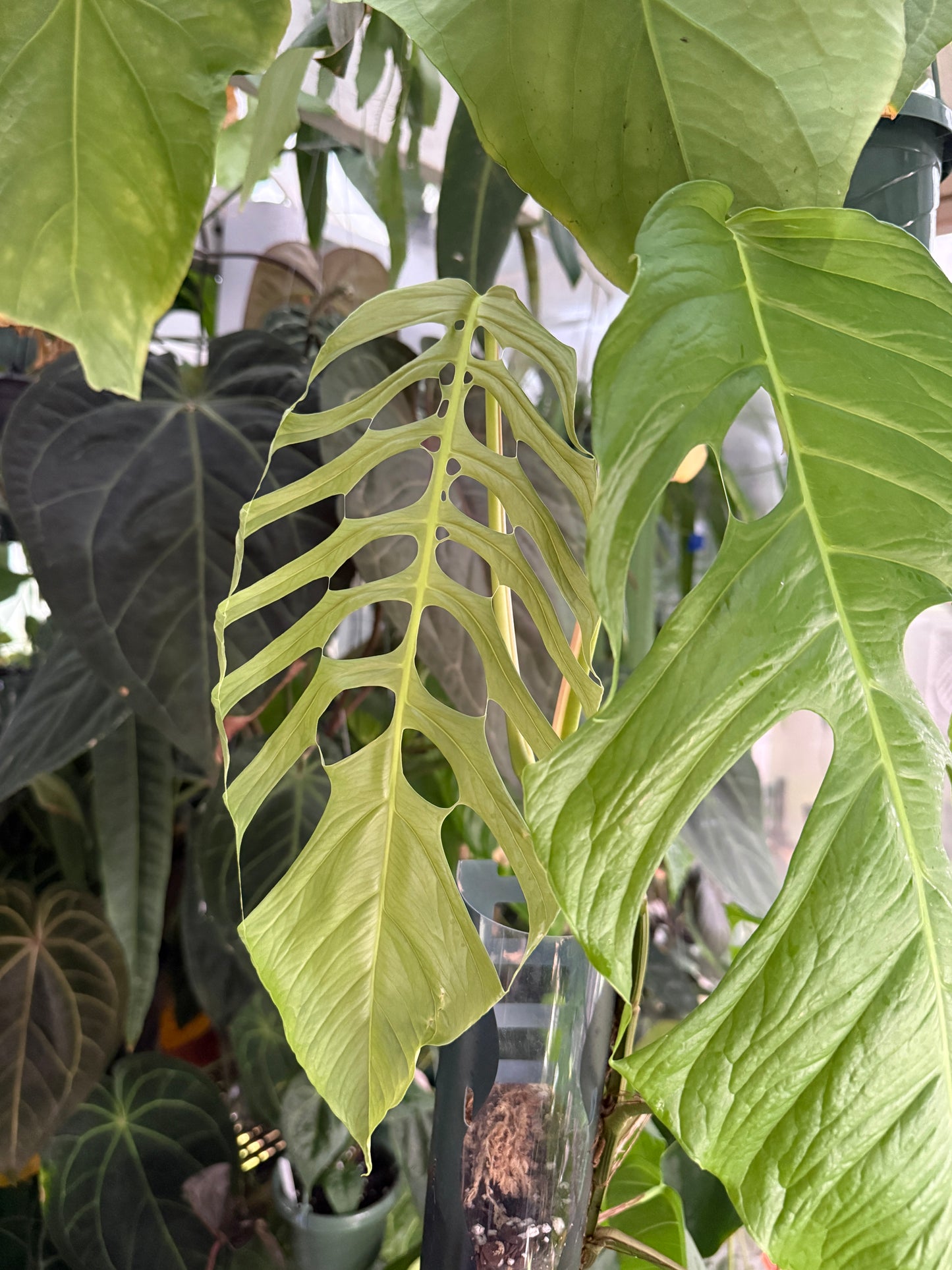 Monstera filamentosa