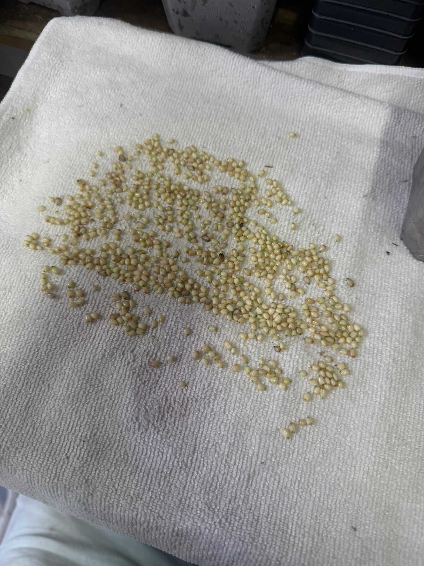 20 Fresh Seeds - Grower's Choice