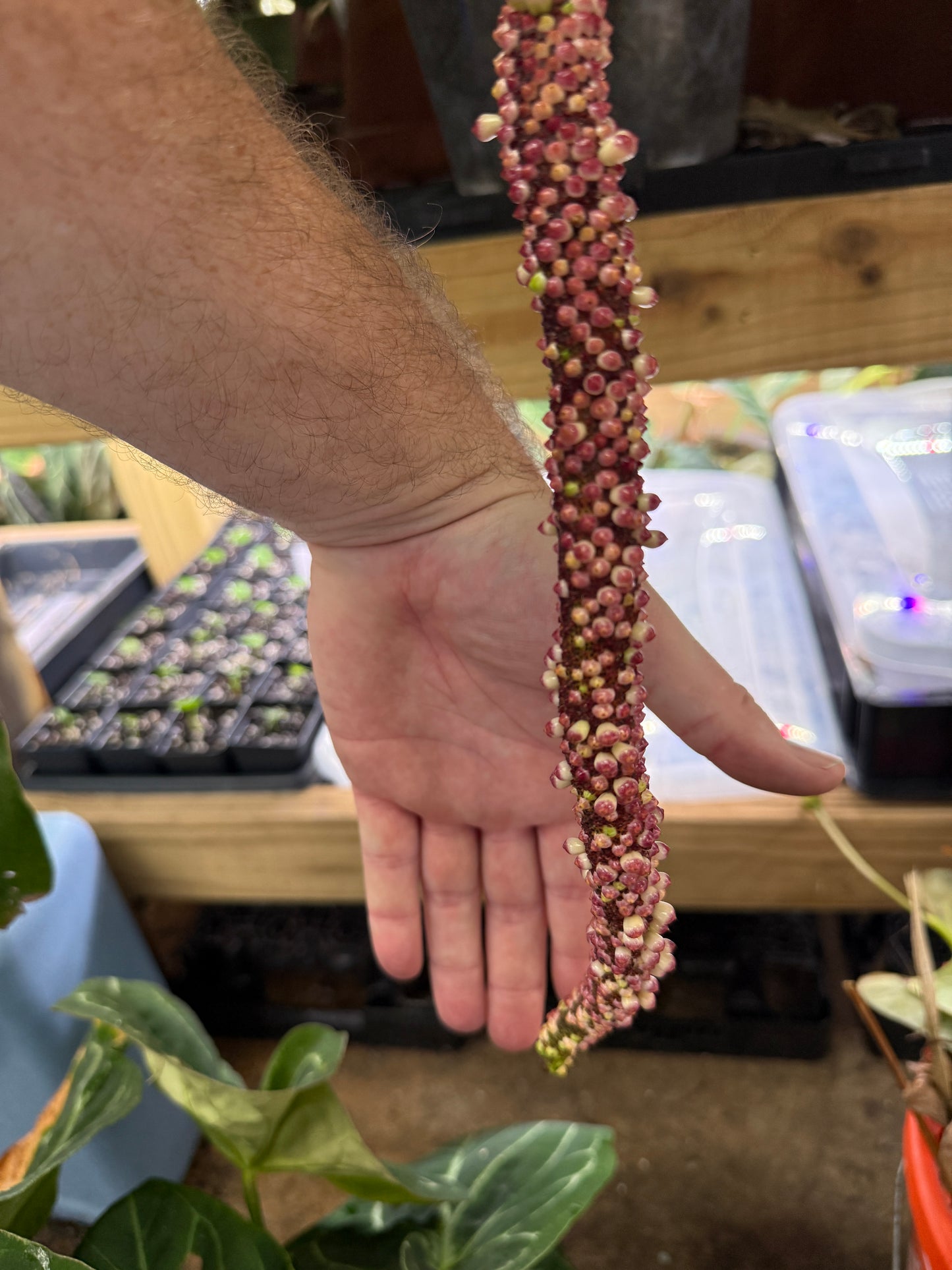 20 Fresh Seeds - Grower's Choice