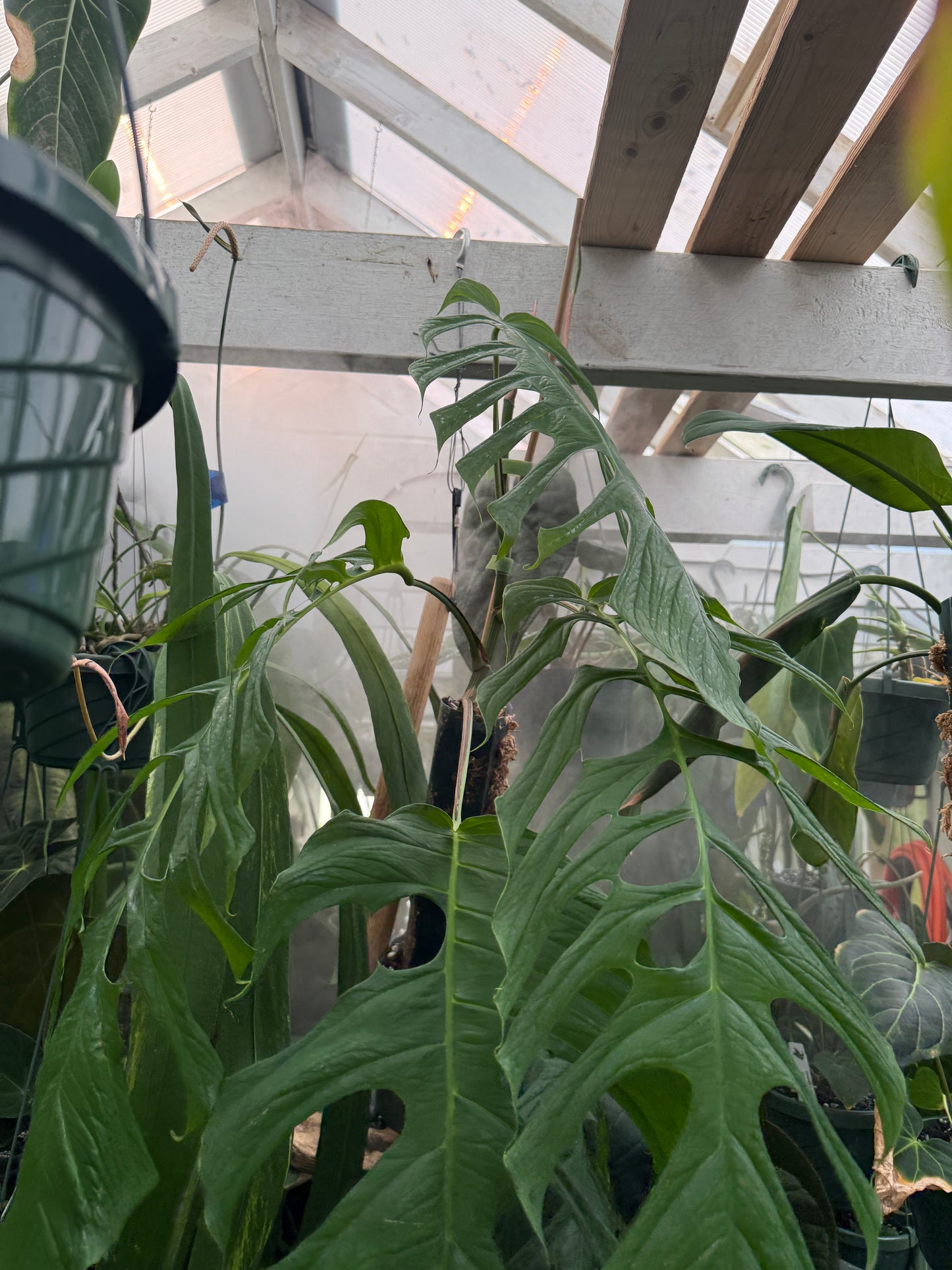 Monstera filamentosa