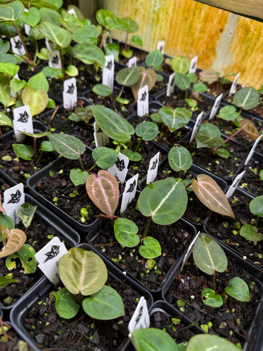 4-pack 3" pots