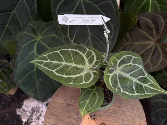 Anthurium (magnificum x "Ace of Spades") x ("Michelle" x "Zara")