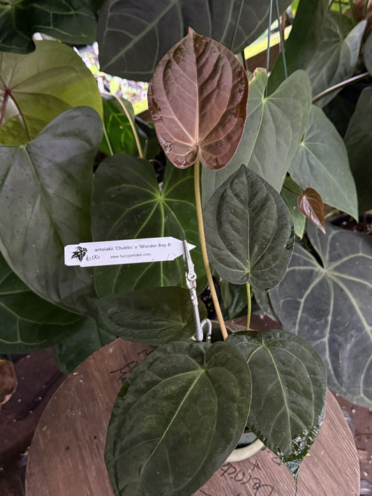 Anthurium antolakii "Chubbs" x "Wonder Boy A"