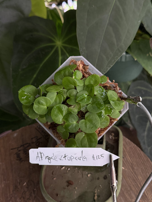 Anthurium aff regale x carlablackiae "Tropicarla"