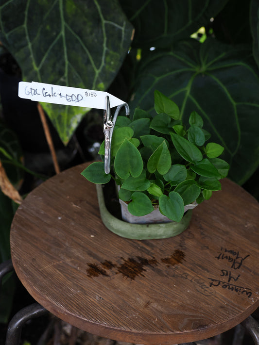 Anthurium [("Greige" x red crystal) x carlablackiae] x dressleri "Extremely Dark Dressleri"