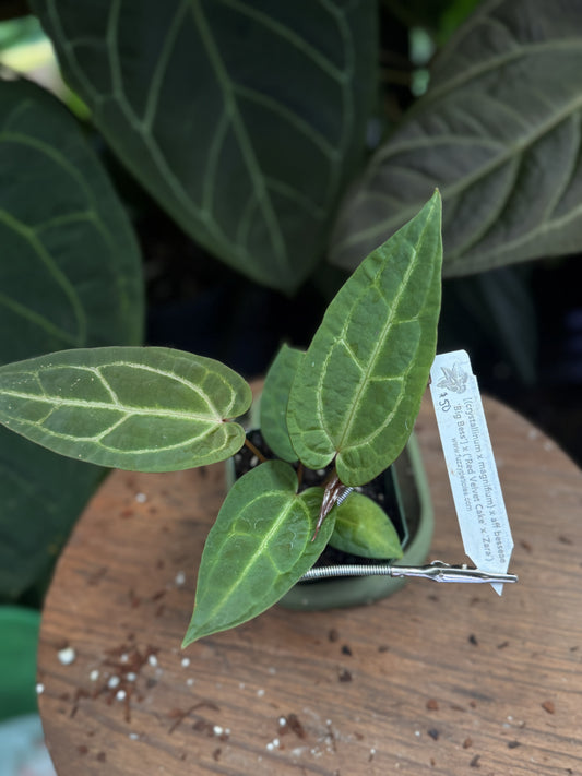 Anthurium [(crystallinum x magnificum) x aff besseae "Big Bess"] x ('Red Velvet Cake' x 'Zara')