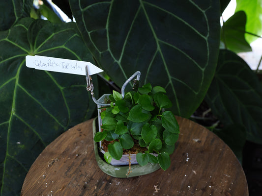 Anthurium papillilaminum "Colon" x carlablackiae "Tropicarla"