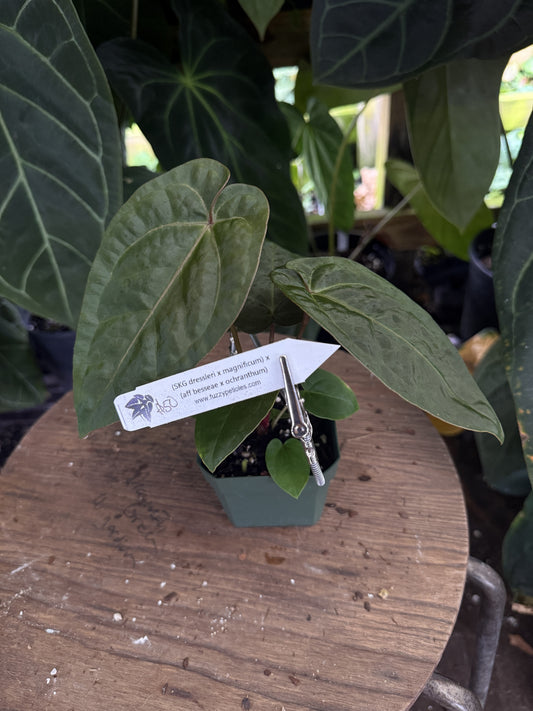 Anthurium (SKG dressleri x magnificum) x (aff besseae x ochranthum)
