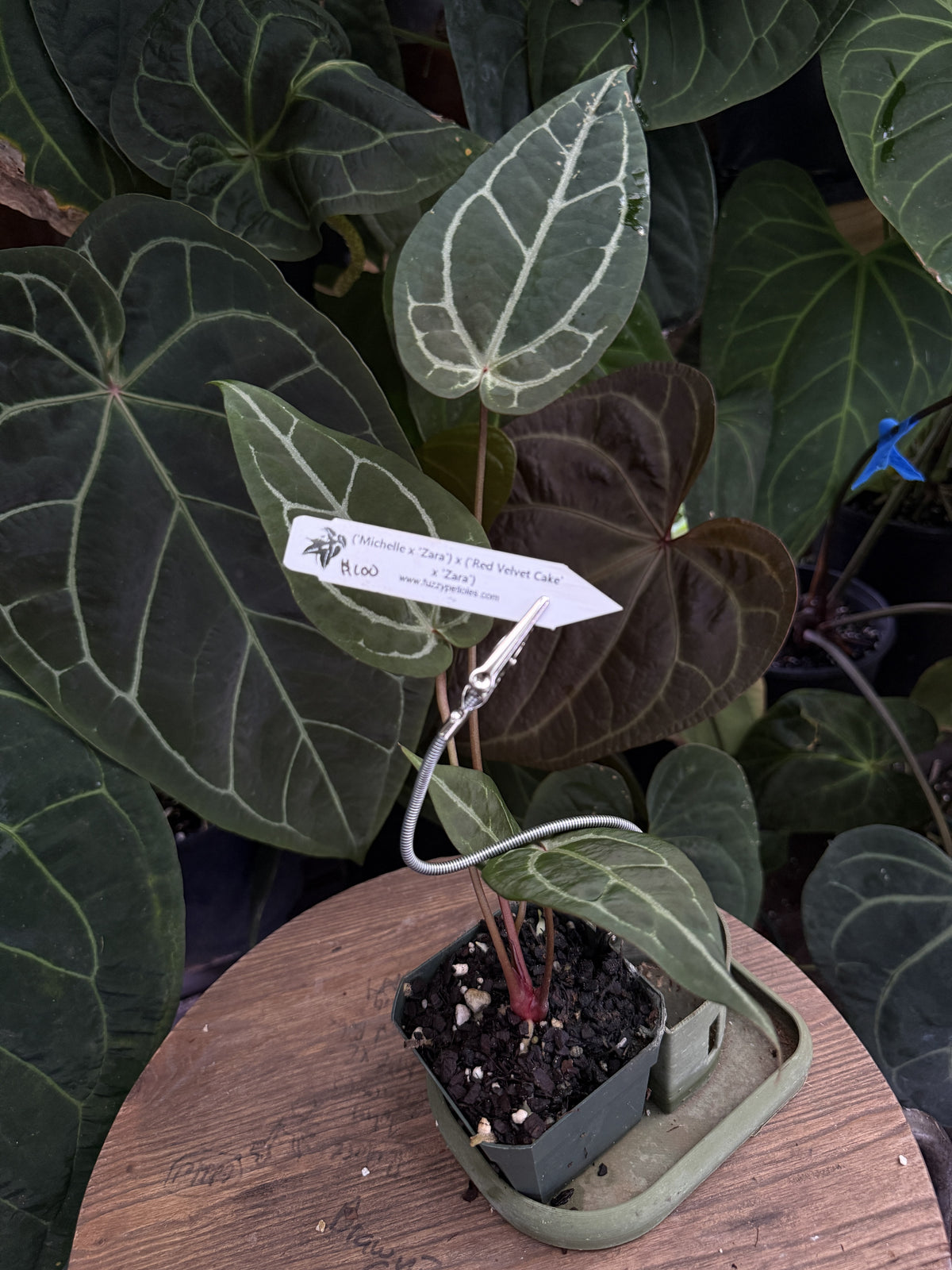 Anthurium ("Michelle" x "Zara") x ("Red Velvet Cake" x "Zara")