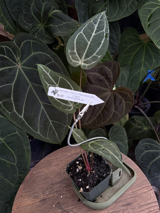 Anthurium ("Michelle" x "Zara") x ("Red Velvet Cake" x "Zara")