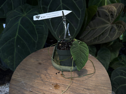 Anthurium Monstera filamentosa