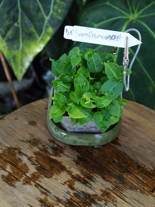 Anthurium "Sam's Dream" x "Wonder Boy A"