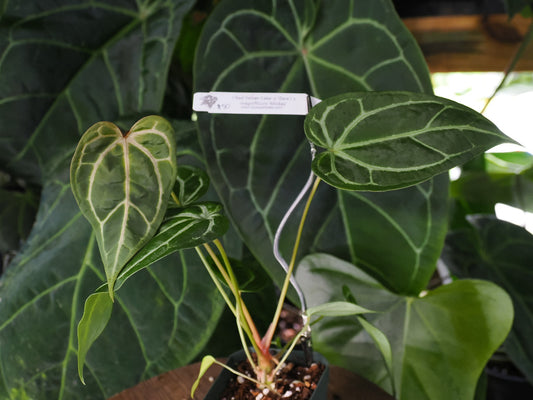 Anthurium ("Red Velvet Cake" x "Zara") x magnificum "Mickey"