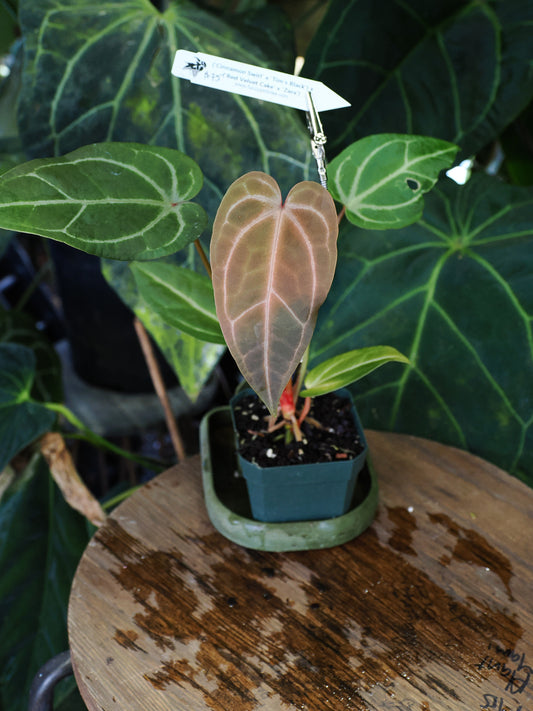 Anthurium (Cinnamon Swirl x 'Tim's Black') x ('Red Velvet Cake' x 'Zara')
