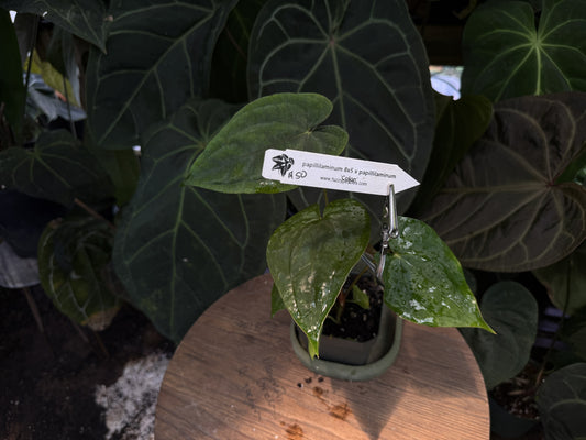 Anthurium papillilaminum RA8x5 x papillilaminum "Colon"