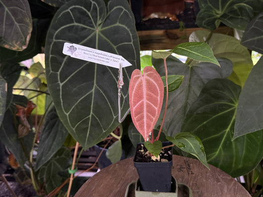 Anthurium [(crystallinum x magnificum) x aff besseae] x ("Red Velvet Cake" x "Zara")