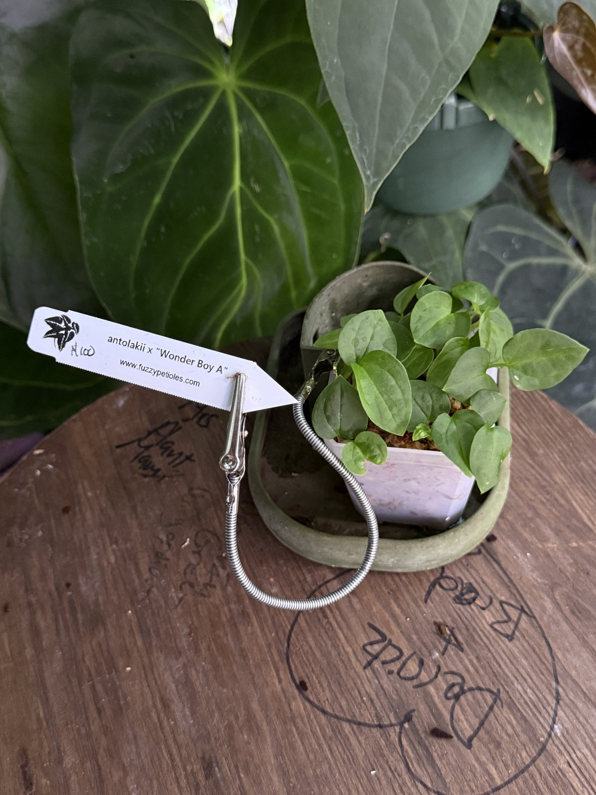 Anthurium antolakii x "Wonder Boy A"