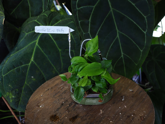 Anthurium [(cerrocampense x papillilaminum) x 'Tim's Black'] x papillilaminum "Flatty"