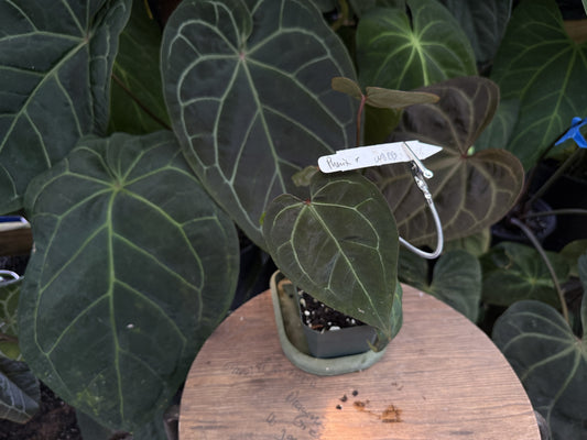Anthurium "Phenix" x ("Wonder Boy Dark" x "Doc Block")