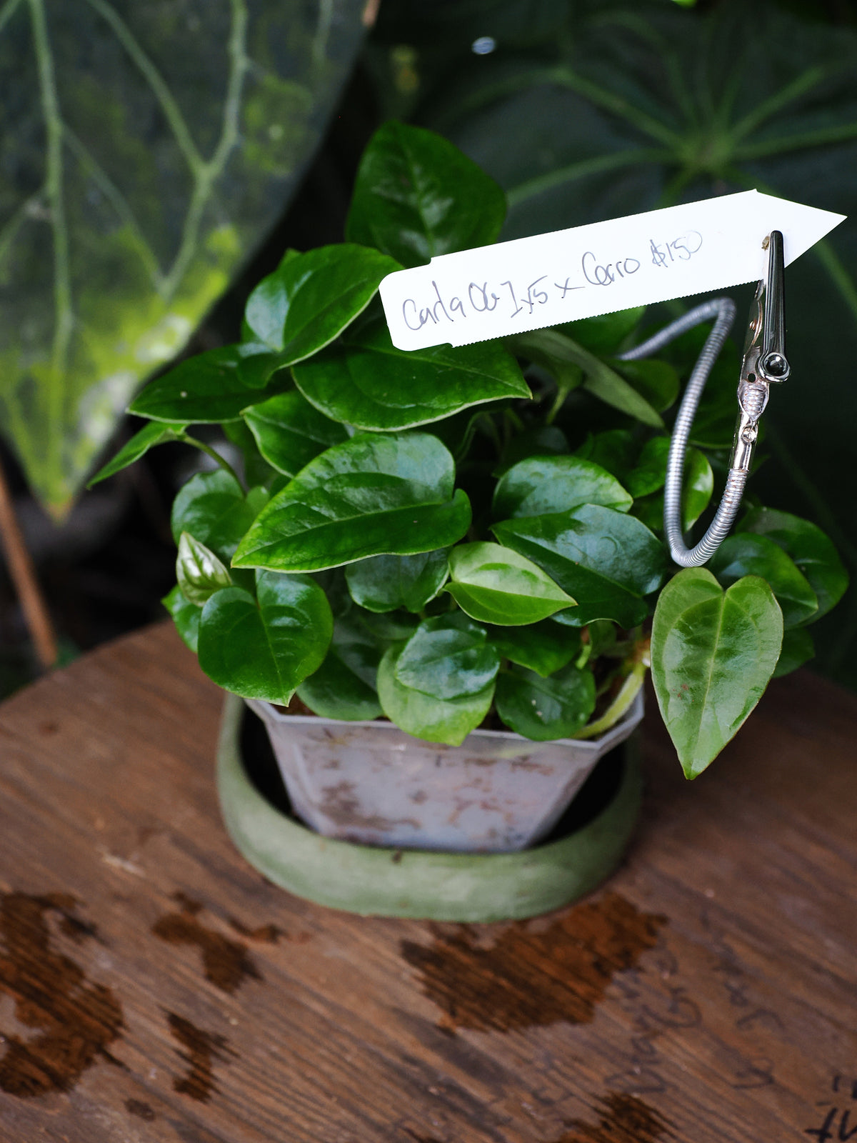 Anthurium carlablackiae OG1x5 x cerrocampense