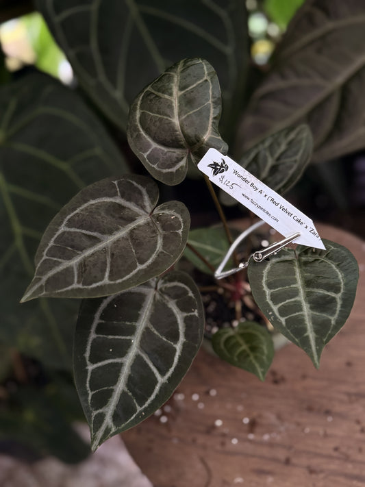 Anthurium "Wonder Boy A" x ("Red Velvet Cake" x "Zara")