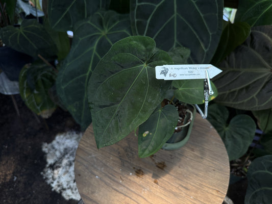 Anthurium magnificum "Mickey" x dressleri