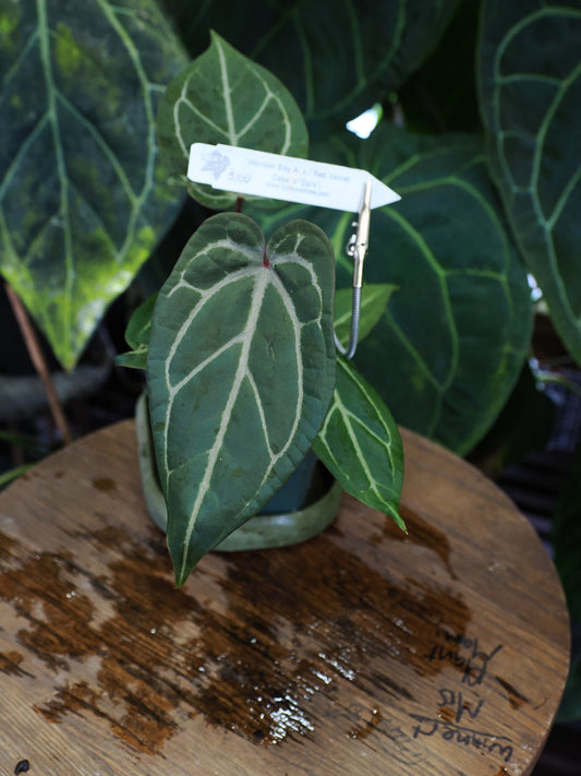 Anthurium "Wonder Boy A" x ("Red Velvet Cake" x "Zara")