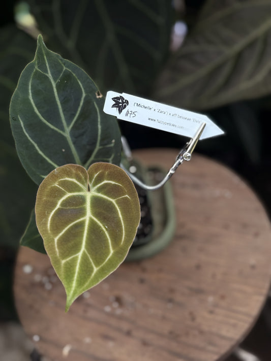 Anthurium ("Michelle" x "Zara") x aff besseae "Elvis"